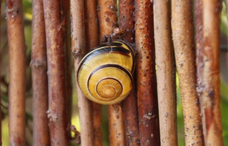 Free stock image of Snail Shell created by Pixabay