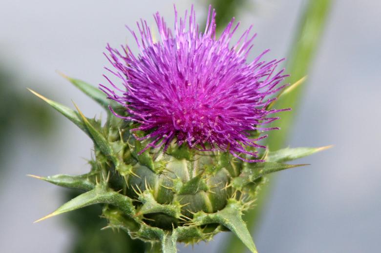 Free stock image of Thorny Thistle created by Pixabay
