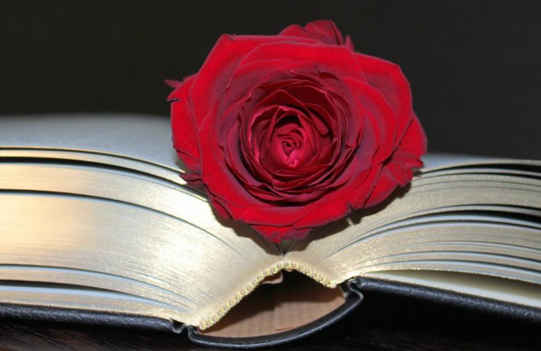 Free stock image of Rose in the Book created by Pixabay