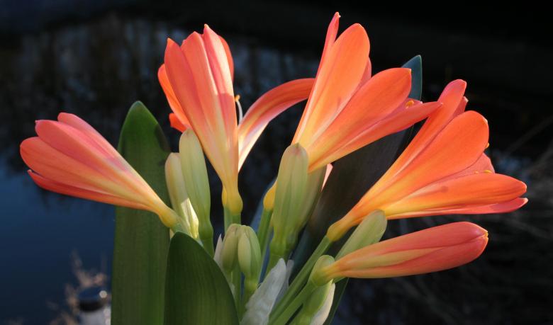 Free stock image of Blooming Clivia created by Pixabay