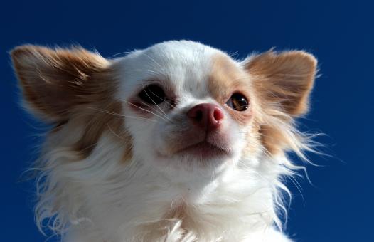 Chihuahua Closeup - Free Stock Photo
