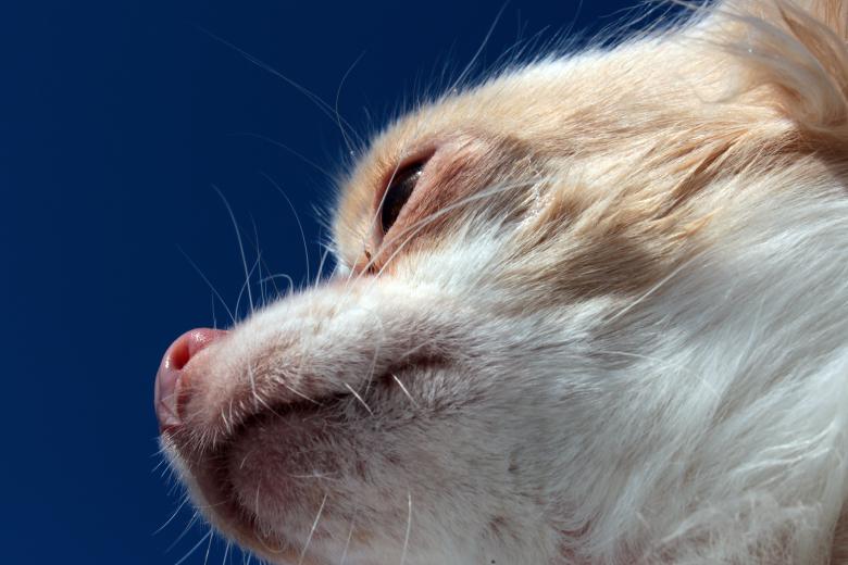 Free stock image of Chihuahua Closeup created by Pixabay