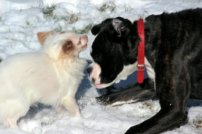 Free stock image of Dogs Playing created by Pixabay