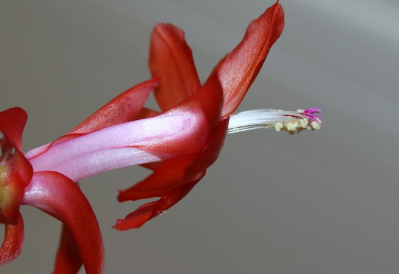 Free stock image of Easter Cactus created by Pixabay