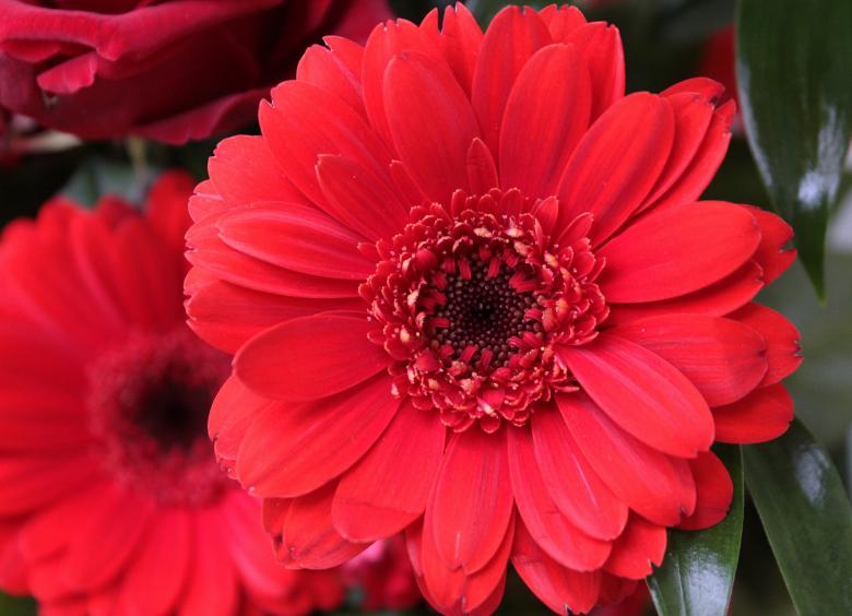 Free stock image of Fresh Gerbera created by Pixabay