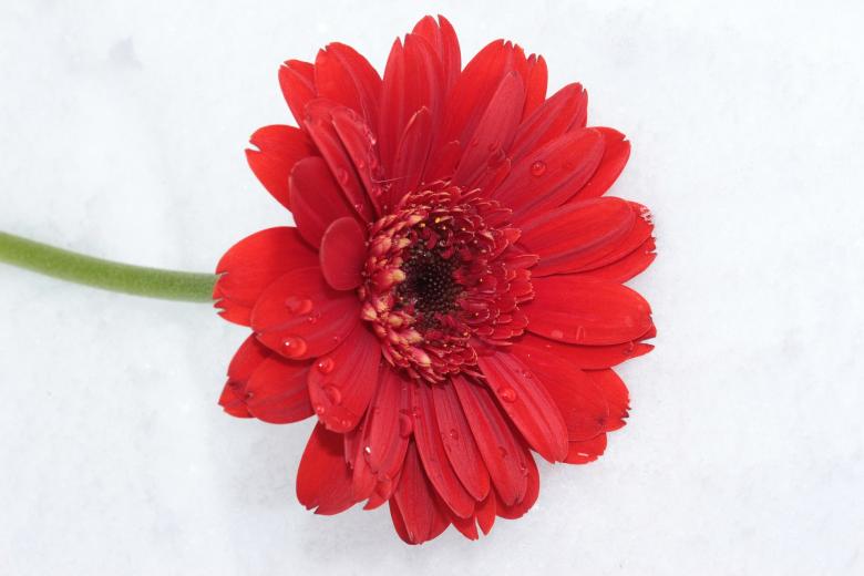 Free stock image of Gerbera in Winter created by Pixabay