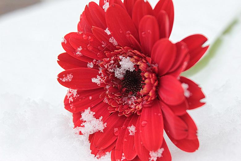 Free stock image of Gerbera in Winter created by Pixabay
