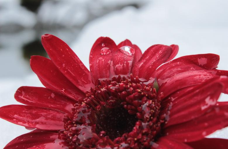 Free stock image of Gerbera in Winter created by Pixabay
