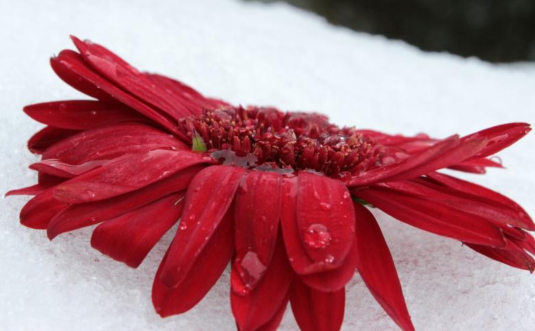 Free stock image of Gerbera in Winter created by Pixabay