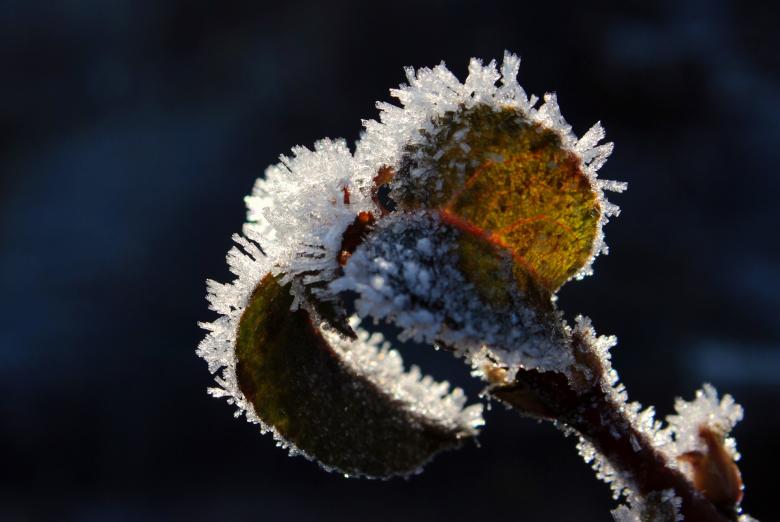 Free stock image of Frost on Leaves created by Pixabay