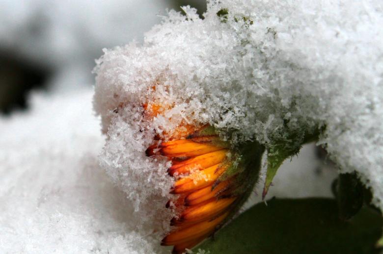 Free stock image of Frost on Marigold created by Pixabay