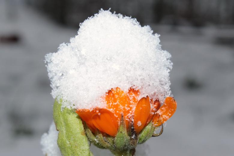 Free stock image of Frost on Marigold created by Pixabay