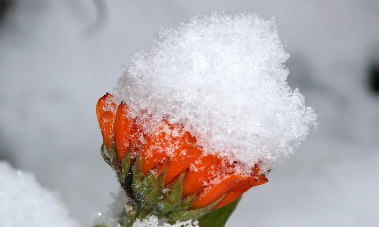 Free stock image of Frost on Marigold created by Pixabay