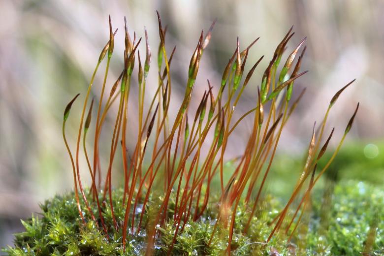 Free stock image of Macro Moss created by Pixabay