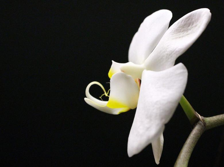 Free stock image of Wild Orchid created by Pixabay