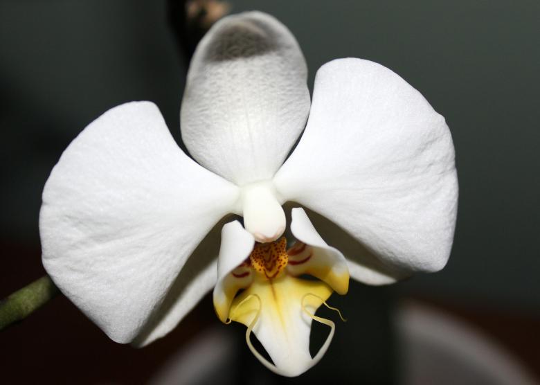 Free stock image of Wild Orchid created by Pixabay