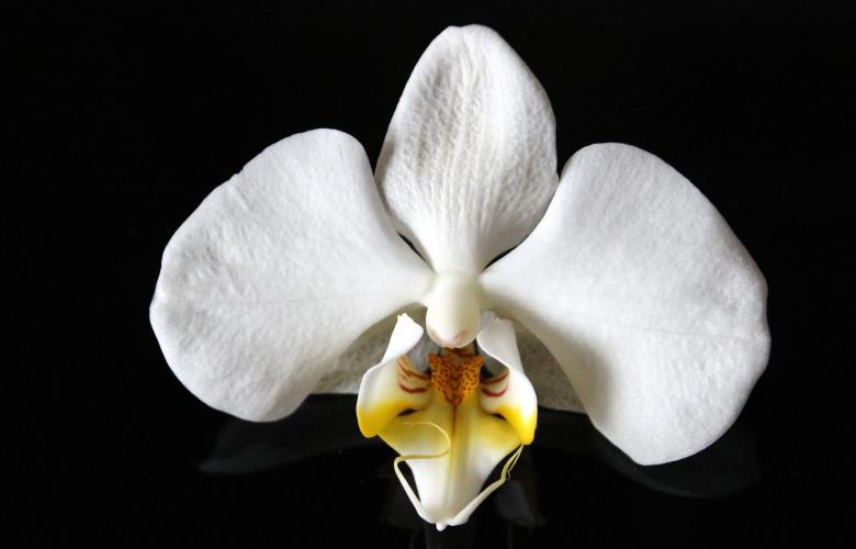Free stock image of Wild Orchid created by Pixabay