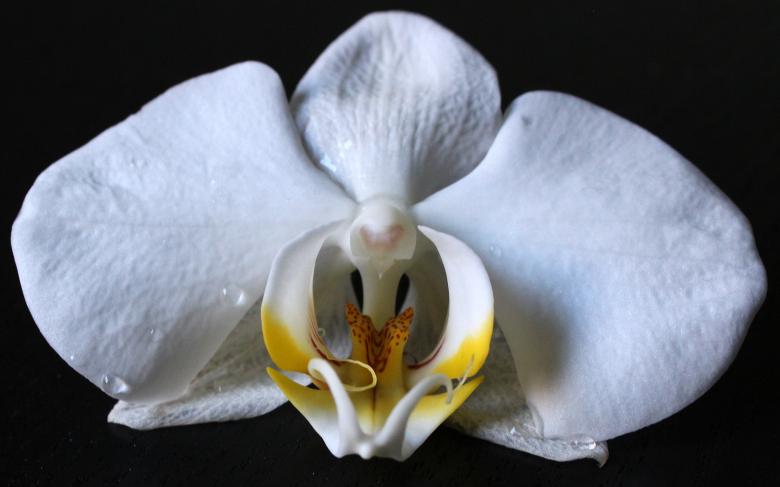 Free stock image of Wild Orchid created by Pixabay
