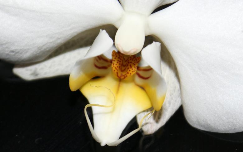Free stock image of Wild Orchid created by Pixabay