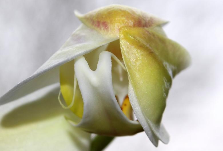 Free stock image of Wild Orchid created by Pixabay
