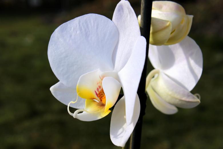 Free stock image of Wild Orchid created by Pixabay