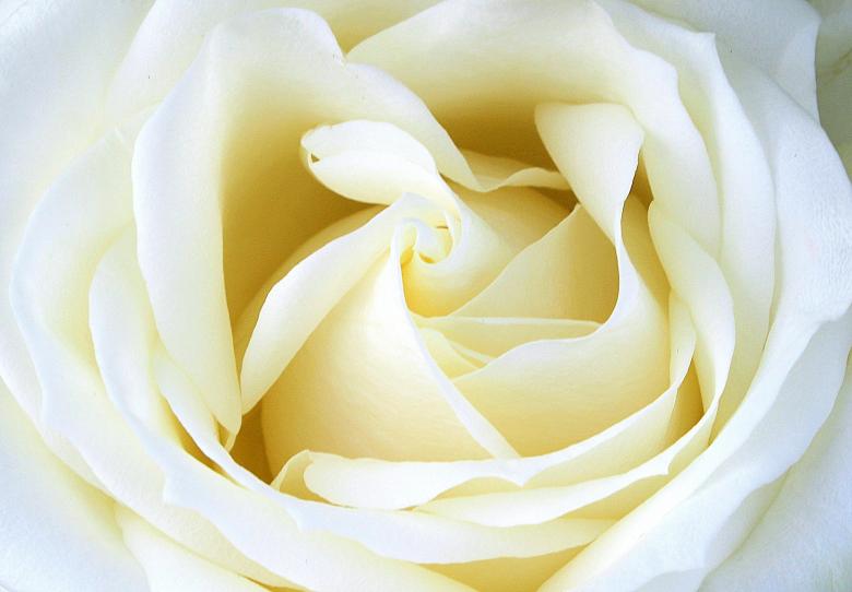 Free stock image of White Rose created by Pixabay