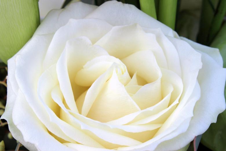 Free stock image of White Rose created by Pixabay