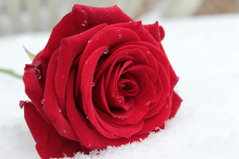 Free stock image of Fresh Rose created by Pixabay