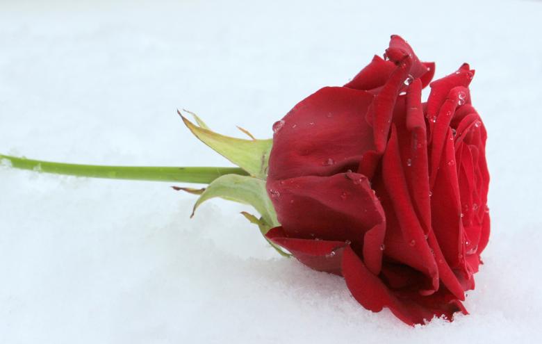 Free stock image of Fresh Rose created by Pixabay