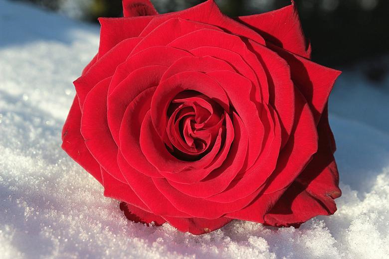 Free stock image of Fresh Rose created by Pixabay