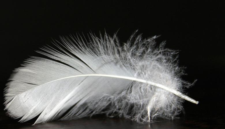 Free stock image of Feather Closeup created by Pixabay