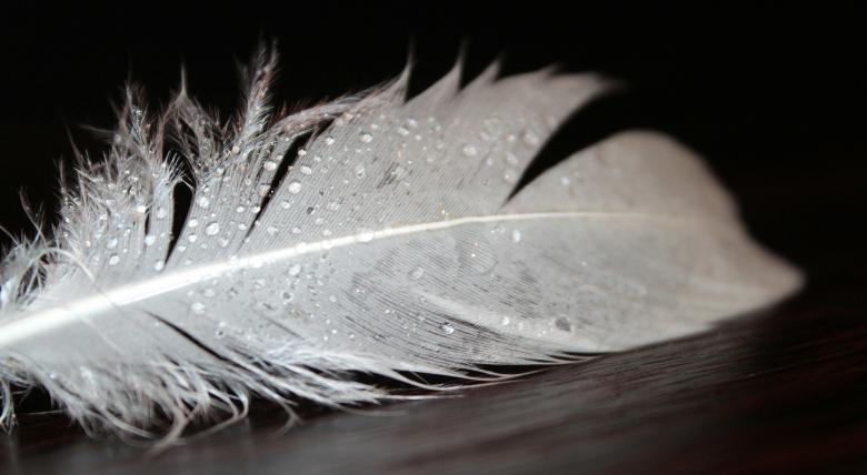 Free stock image of Feather Closeup created by Pixabay