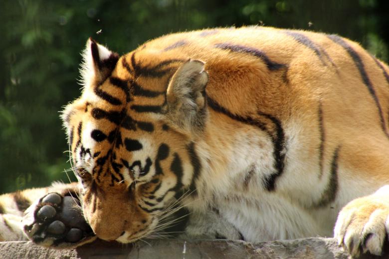 Free stock image of Tiger in the Zoo created by Pixabay