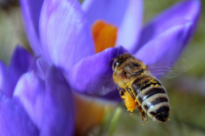 Free stock image of Bee in the Garden created by Pixabay