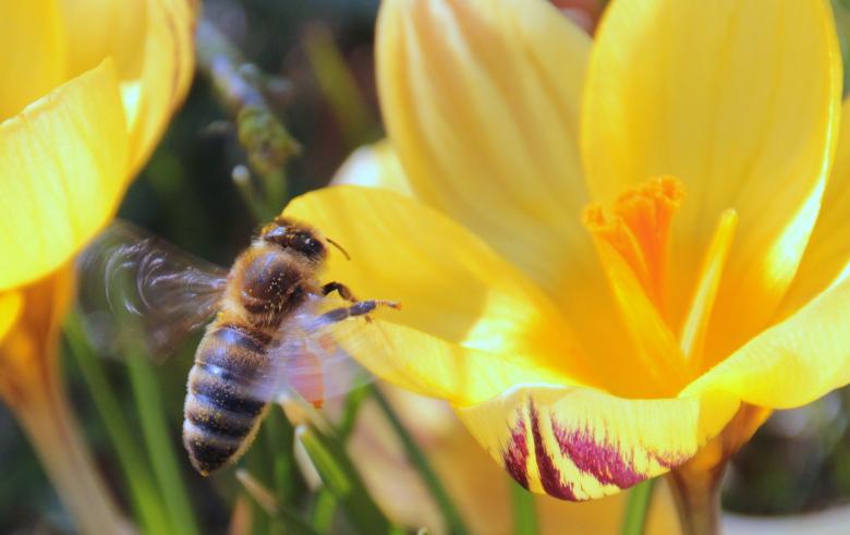 Free stock image of Bee in the Garden created by Pixabay