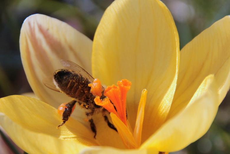 Free stock image of Bee in the Garden created by Pixabay