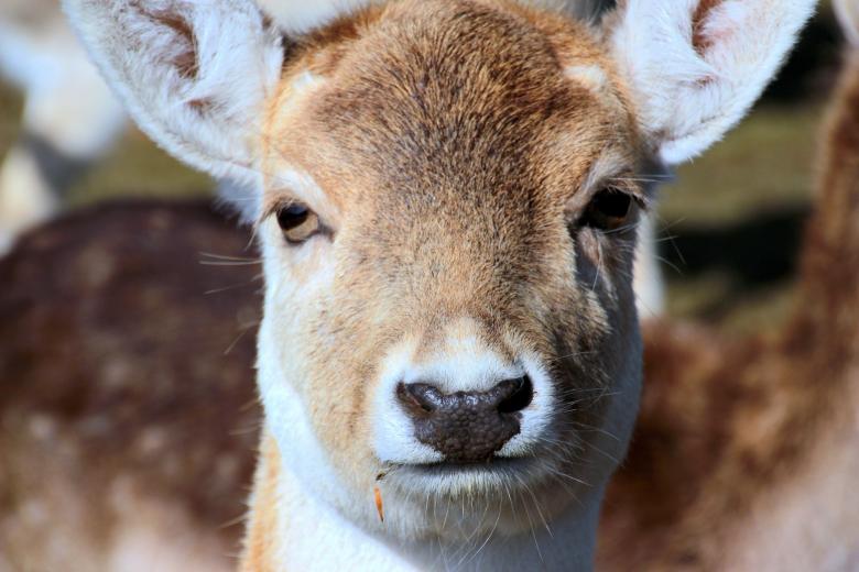 Free stock image of Damtiere in the Zoo created by Pixabay