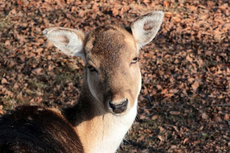Free stock image of Damtiere in the Zoo created by Pixabay