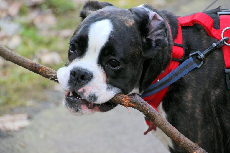 Free stock image of Pet Dog created by Pixabay