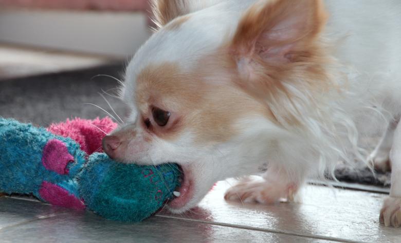 Free stock image of Pet Dog created by Pixabay
