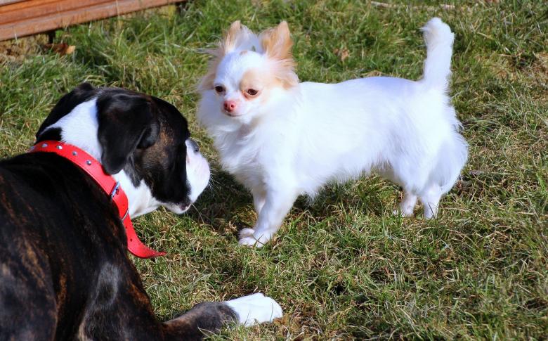 Free stock image of Pet Dogs created by Pixabay