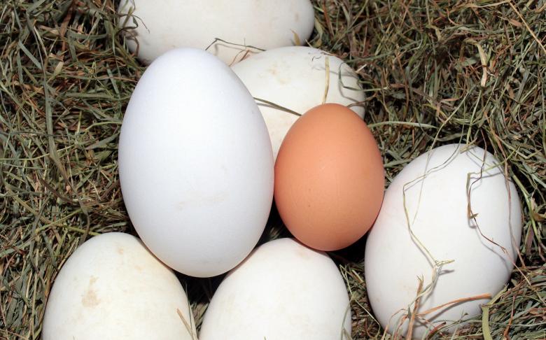 Free stock image of Macro Eggs created by Pixabay