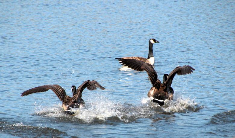 Free stock image of Geese in the Water created by Pixabay