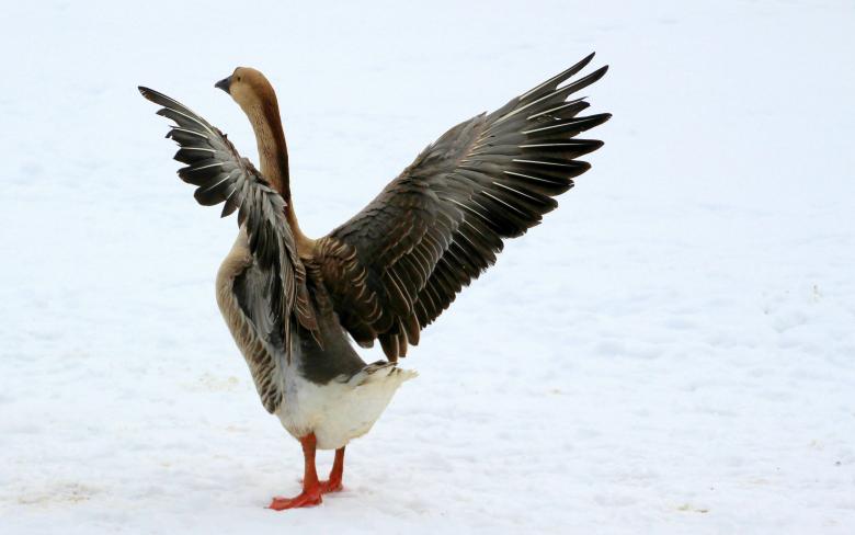 Free stock image of Goose in Winter created by Pixabay