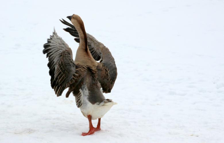 Free stock image of Goose in Winter created by Pixabay