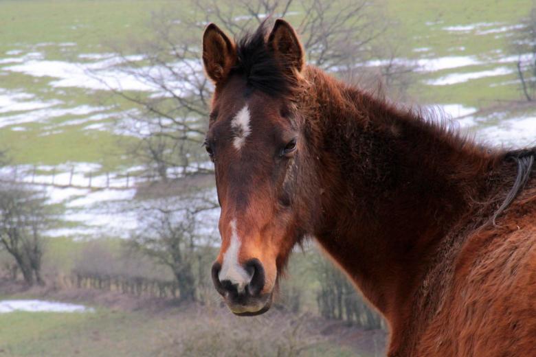 Free stock image of Horse Stable created by Pixabay