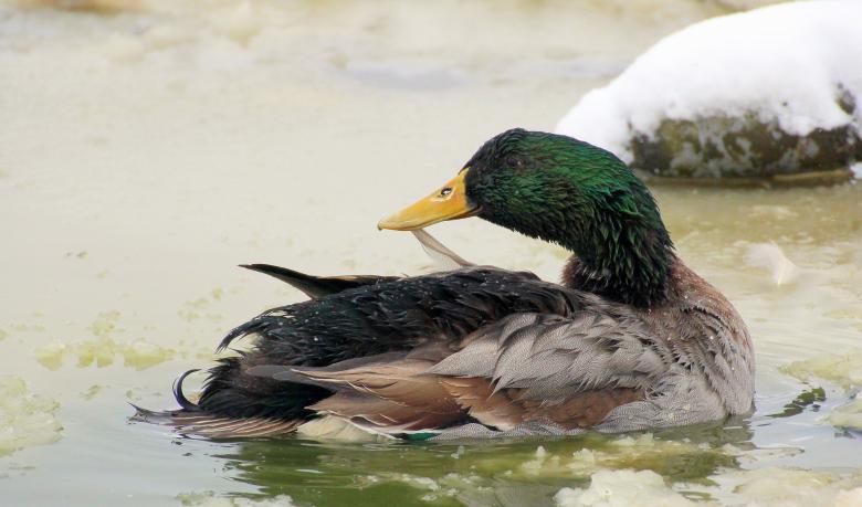 Free stock image of Mallard Duck Grooming created by Pixabay