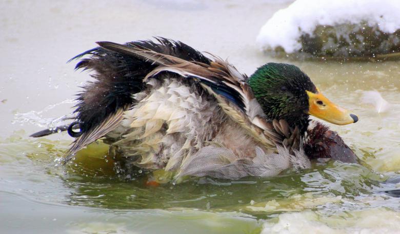 Free stock image of Mallard Duck Washing created by Pixabay