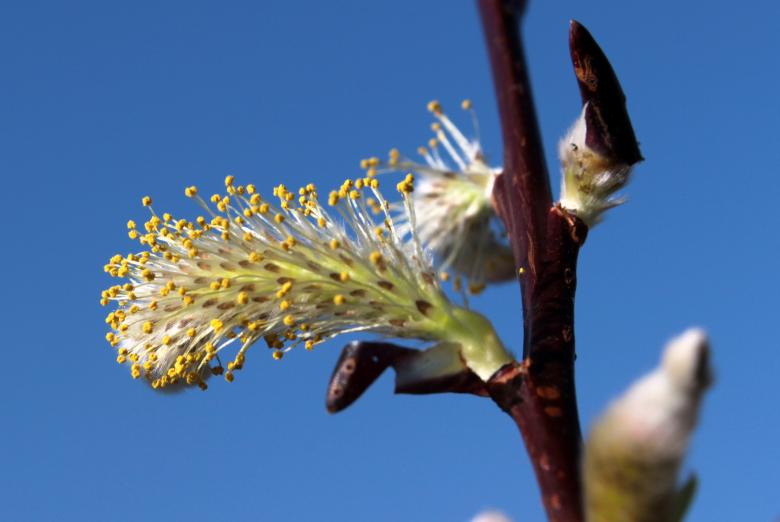 Free stock image of Pussy Willow created by Pixabay