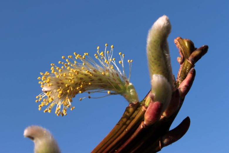 Free stock image of Pussy Willow created by Pixabay